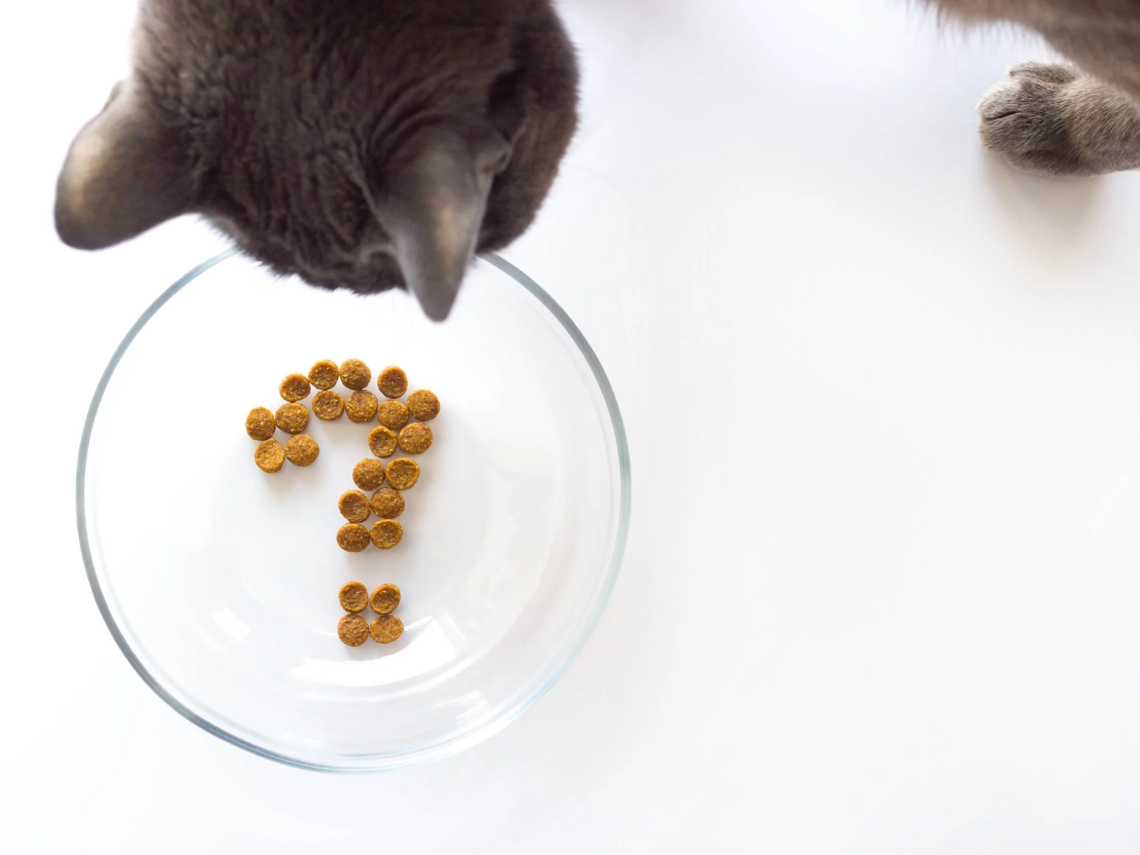 Pet Owner Consulting Vet via Phone Telehealth